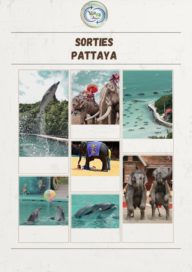 🏝️ Pattaya Spectacles culturels thaïlandais : ➤ Journée complète avec spectacle de dauphins et spectacle d’éléphants ⏱️ 11h00 – 17h00